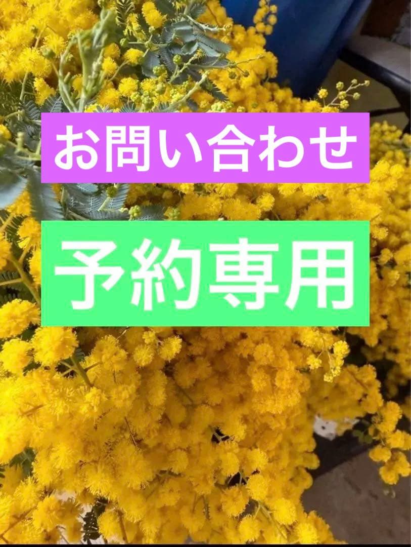 ミモザ　切り花