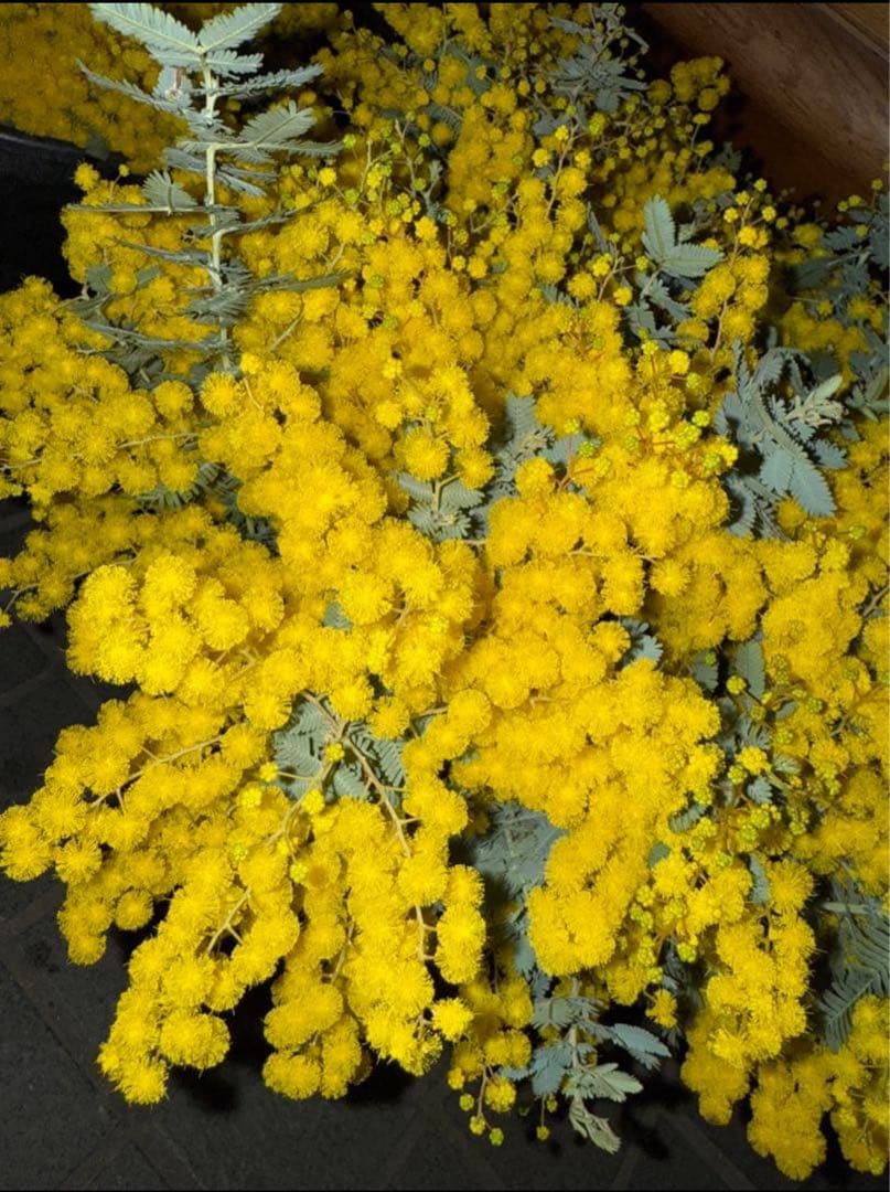 ミモザ　切り花