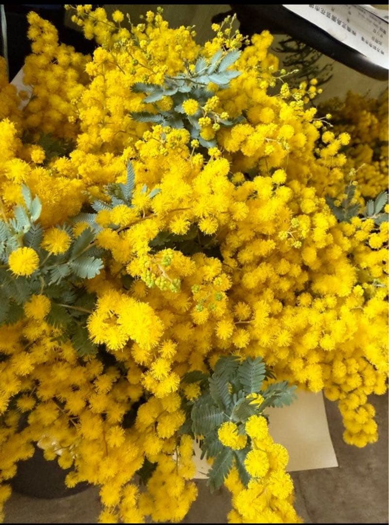 ミモザ　切り花