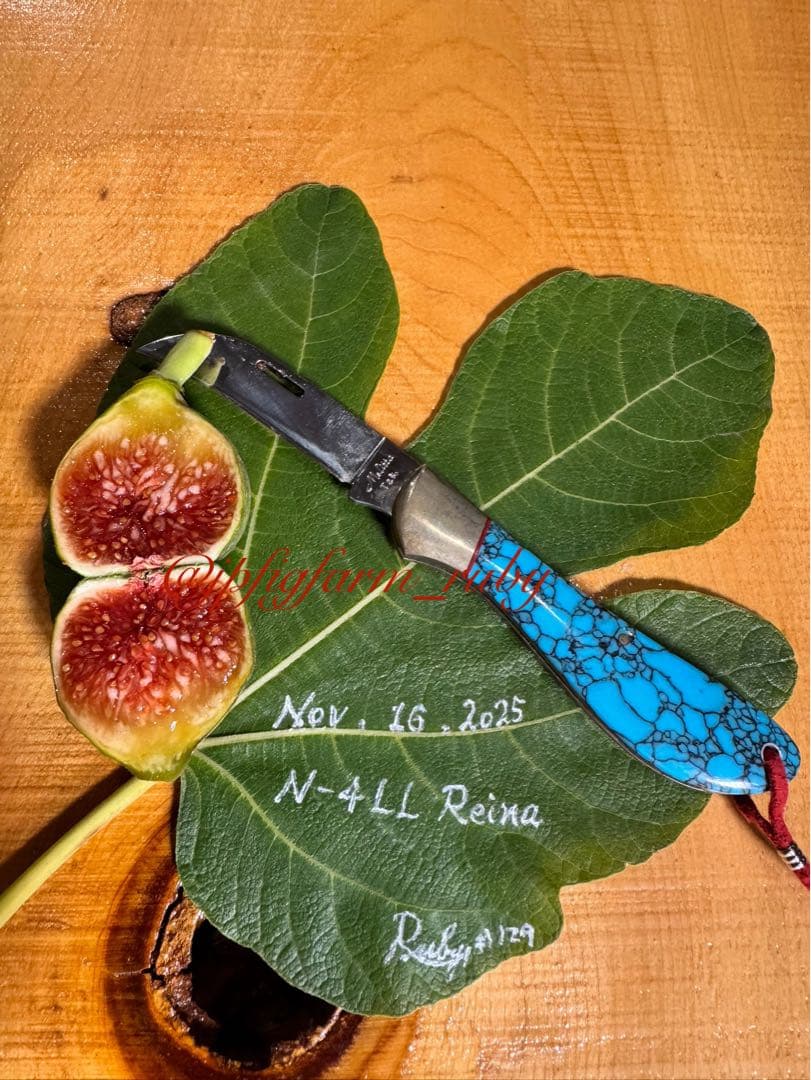 専用です。超お得超絶イチジク穂木2本セット