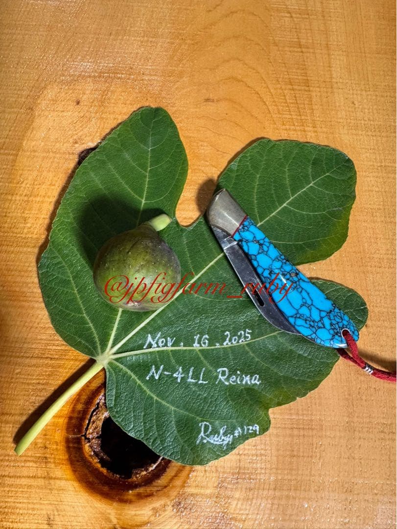 専用です。超お得超絶イチジク穂木2本セット