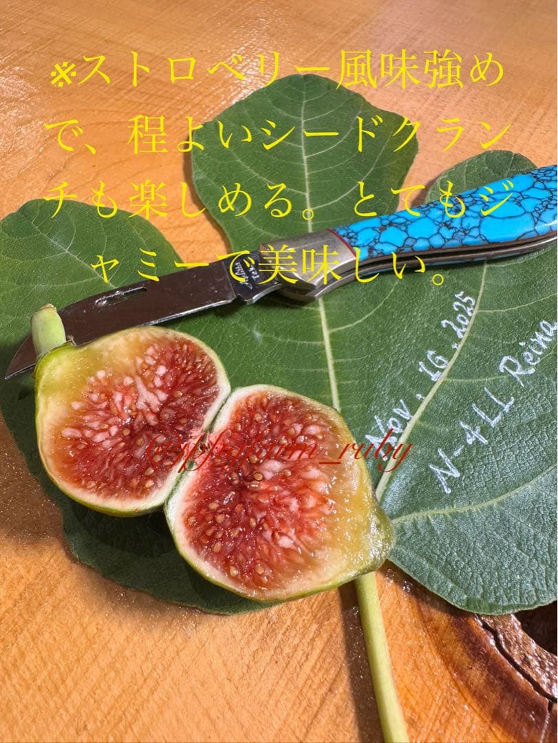 専用です。超お得超絶イチジク穂木2本セット