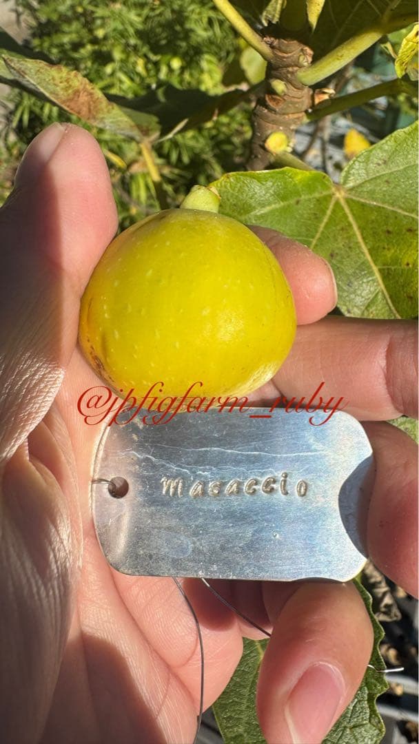 専用です。超お得超絶イチジク穂木2本セット