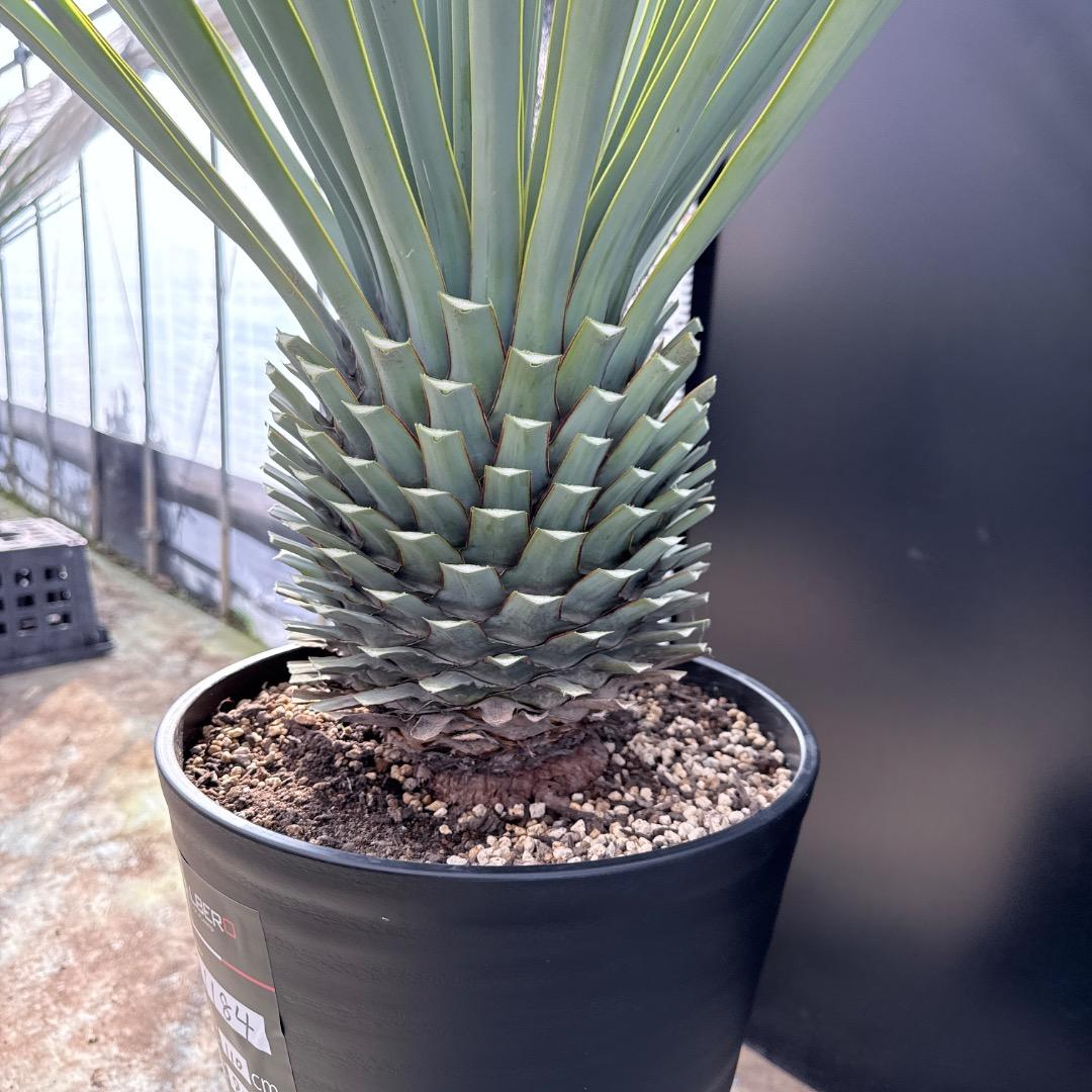 【AL1184】ユッカ　ロストラータ