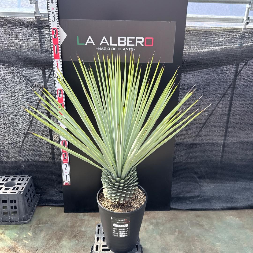 【AL1184】ユッカ　ロストラータ