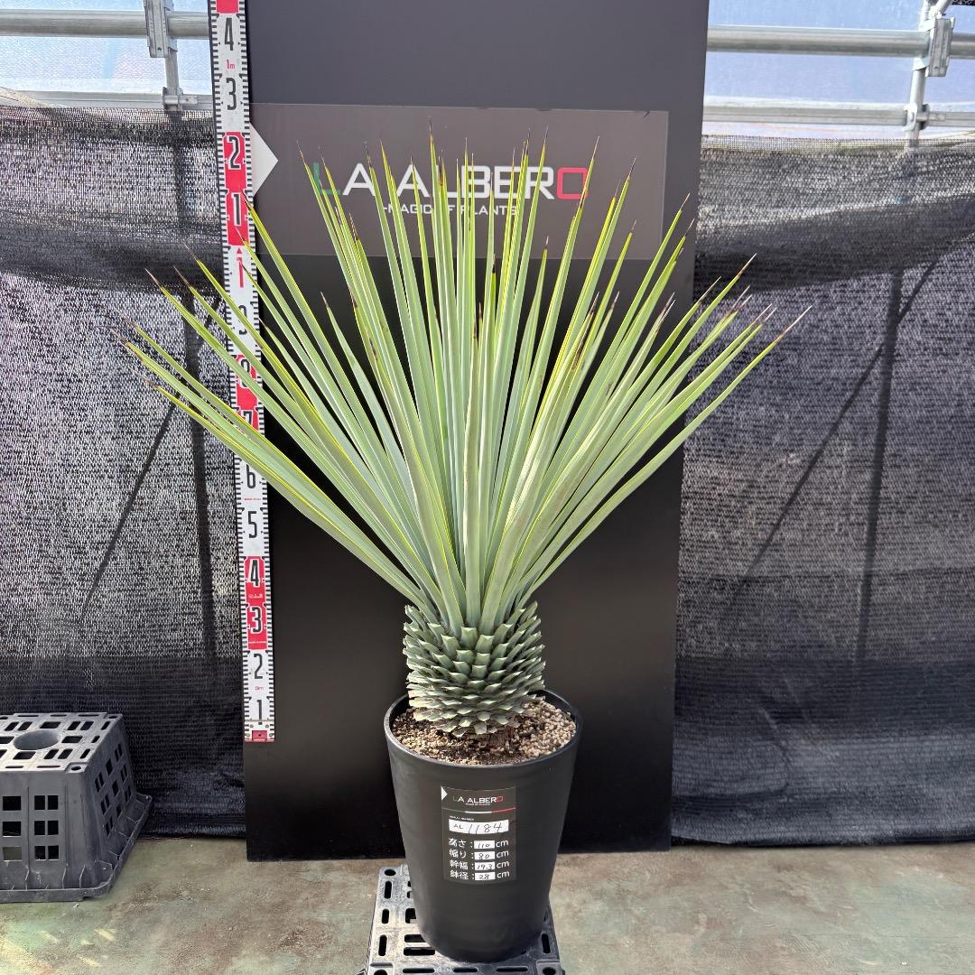 【AL1184】ユッカ　ロストラータ