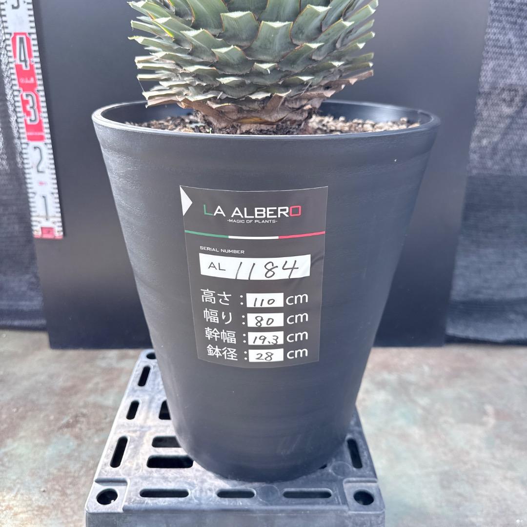 【AL1184】ユッカ　ロストラータ