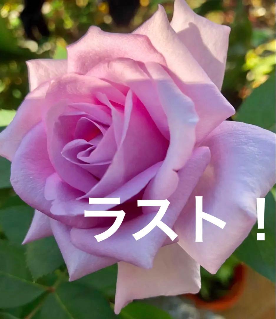 期間限定セール❣️１株限定！超強香！青い薔薇　国産バラ苗　二年生