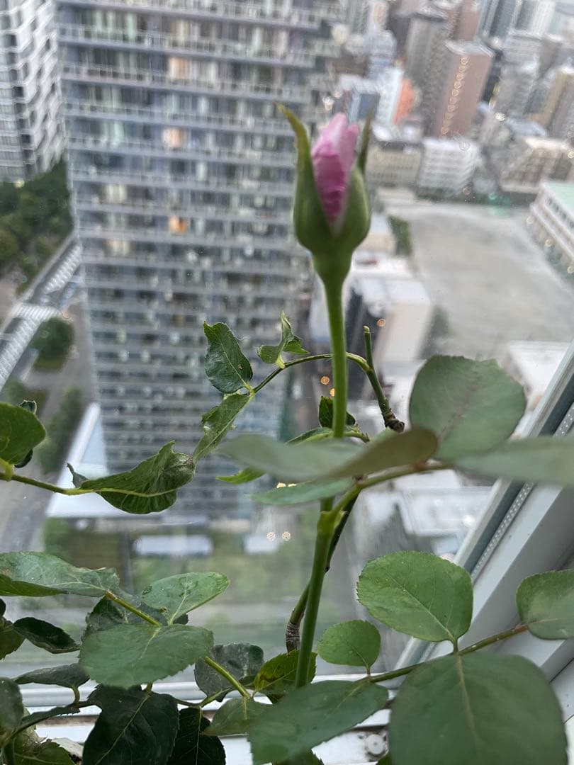 期間限定セール❣️１株限定！超強香！青い薔薇　国産バラ苗　二年生