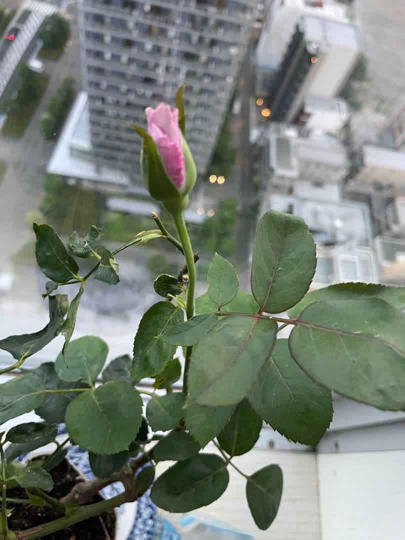 期間限定セール❣️１株限定！超強香！青い薔薇　国産バラ苗　二年生