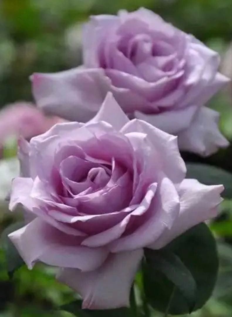 期間限定セール❣️１株限定！超強香！青い薔薇　国産バラ苗　二年生