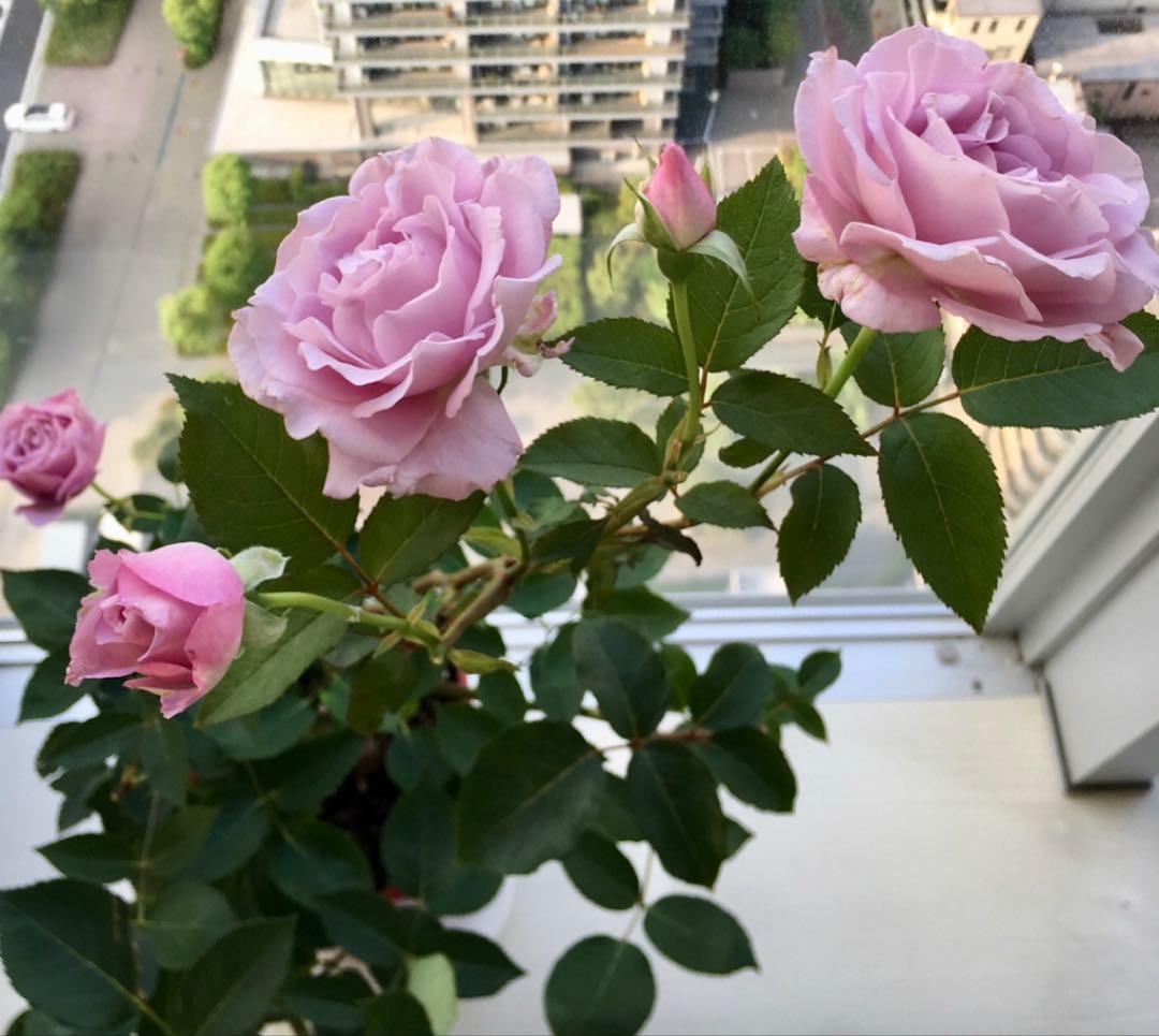 期間限定セール❣️１株限定！超強香！青い薔薇　国産バラ苗　二年生