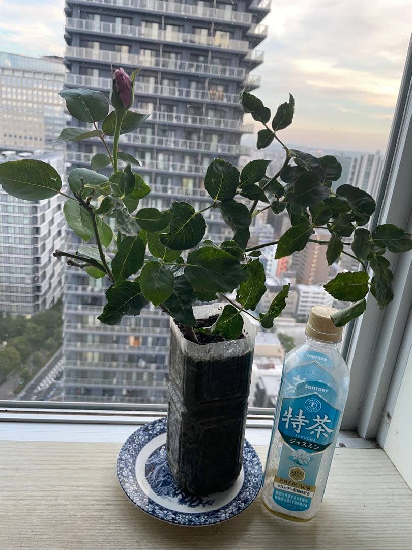 期間限定セール❣️１株限定！超強香！青い薔薇　国産バラ苗　二年生