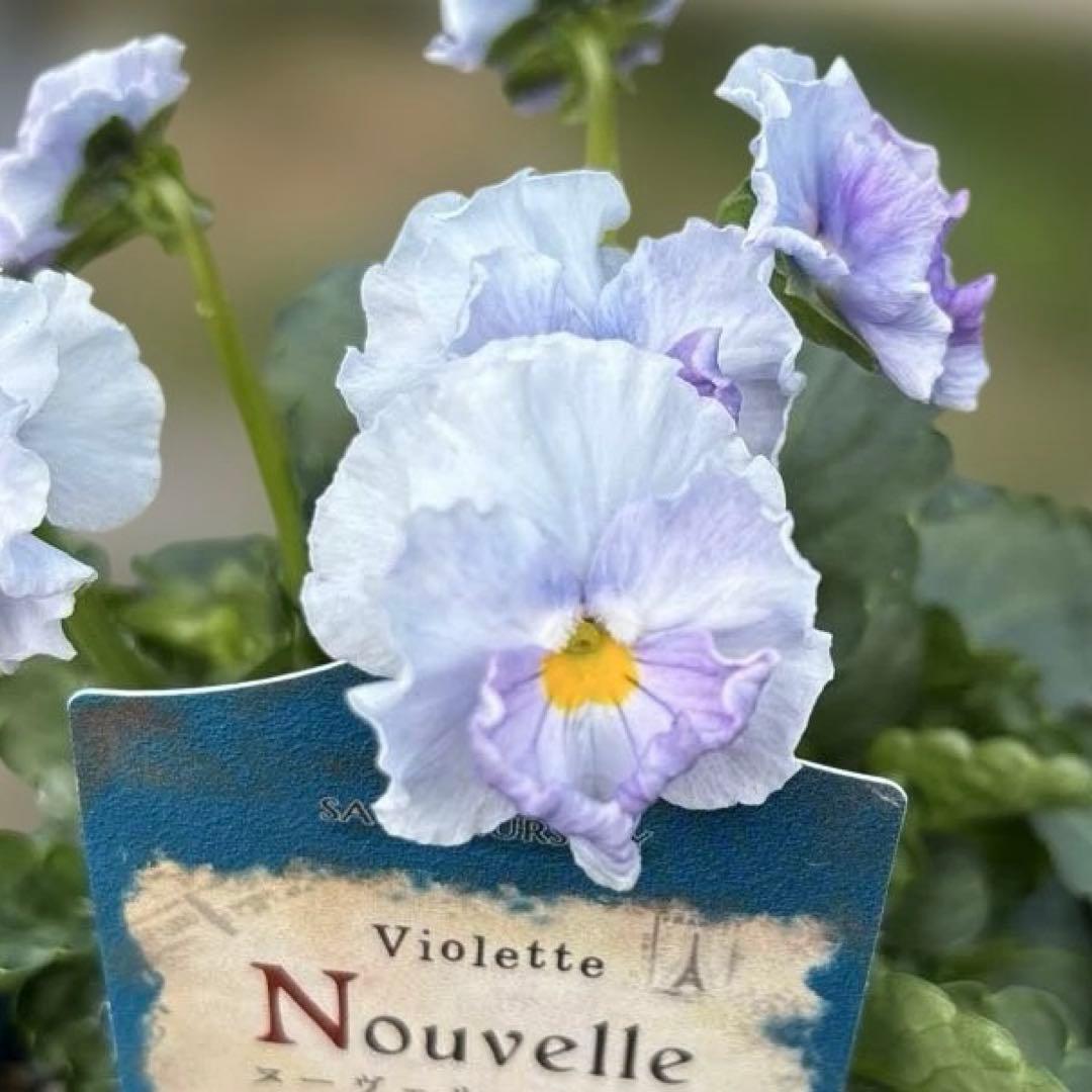 びおら様　ご依頼品　現品　メルカリ便発送　12苗