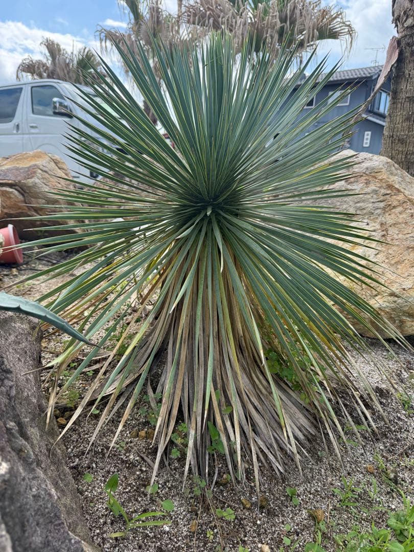 ロストラータ　極上株