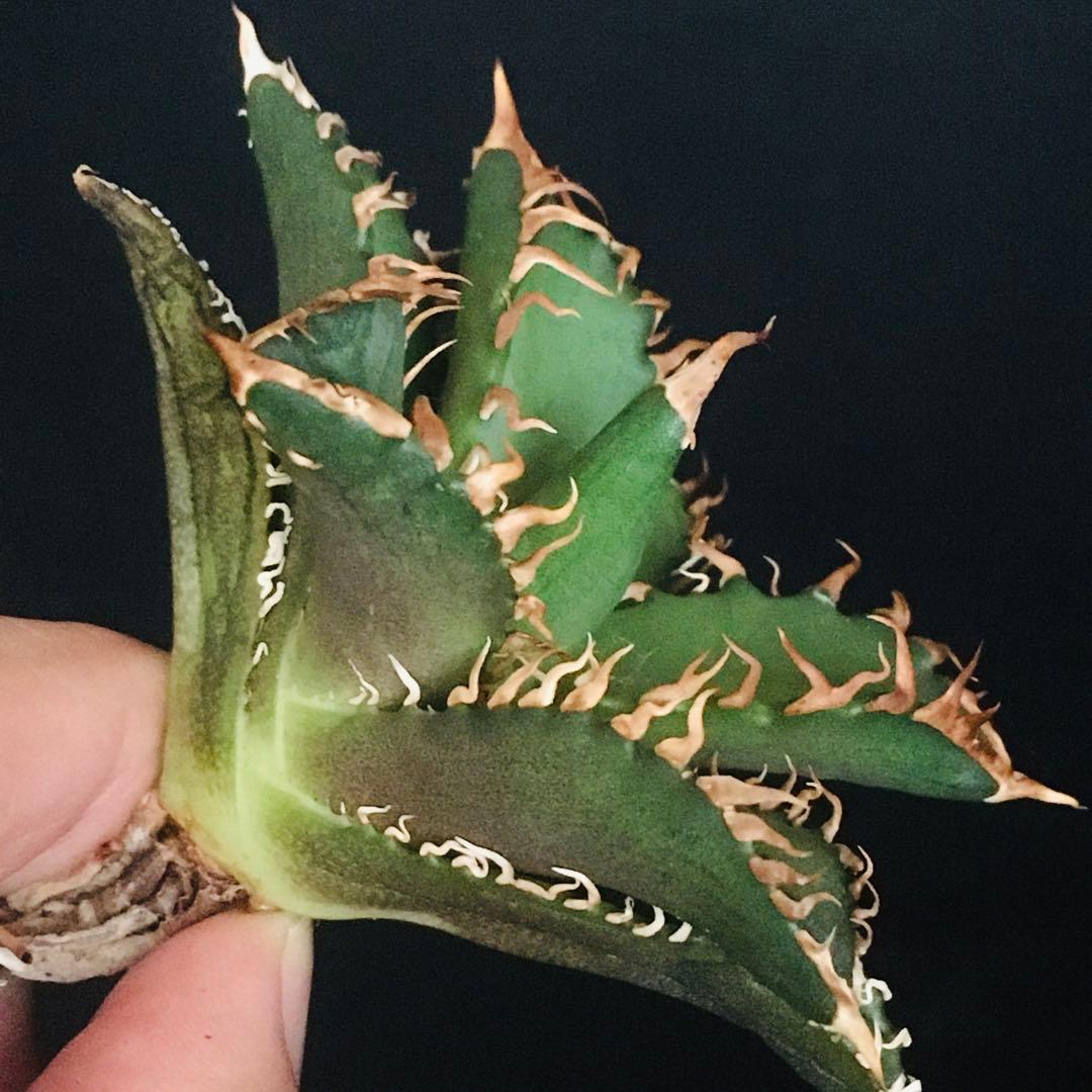 【高騰品種】万代厳竜×レッドキャットウィーズル hyb 極上強棘 アガベチタノタ