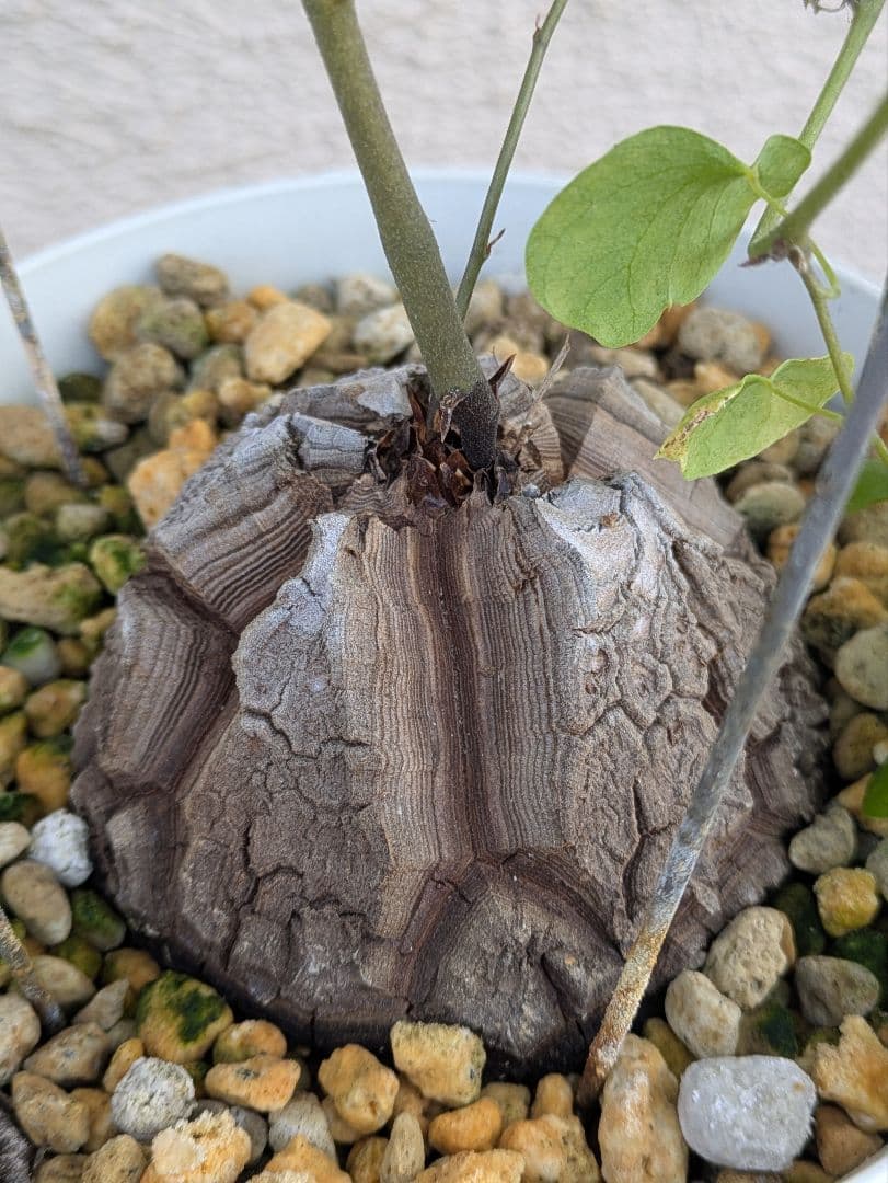 【現品・鉢まま出荷】割れがかっこいい!!　亀甲竜　アフリカ亀甲竜