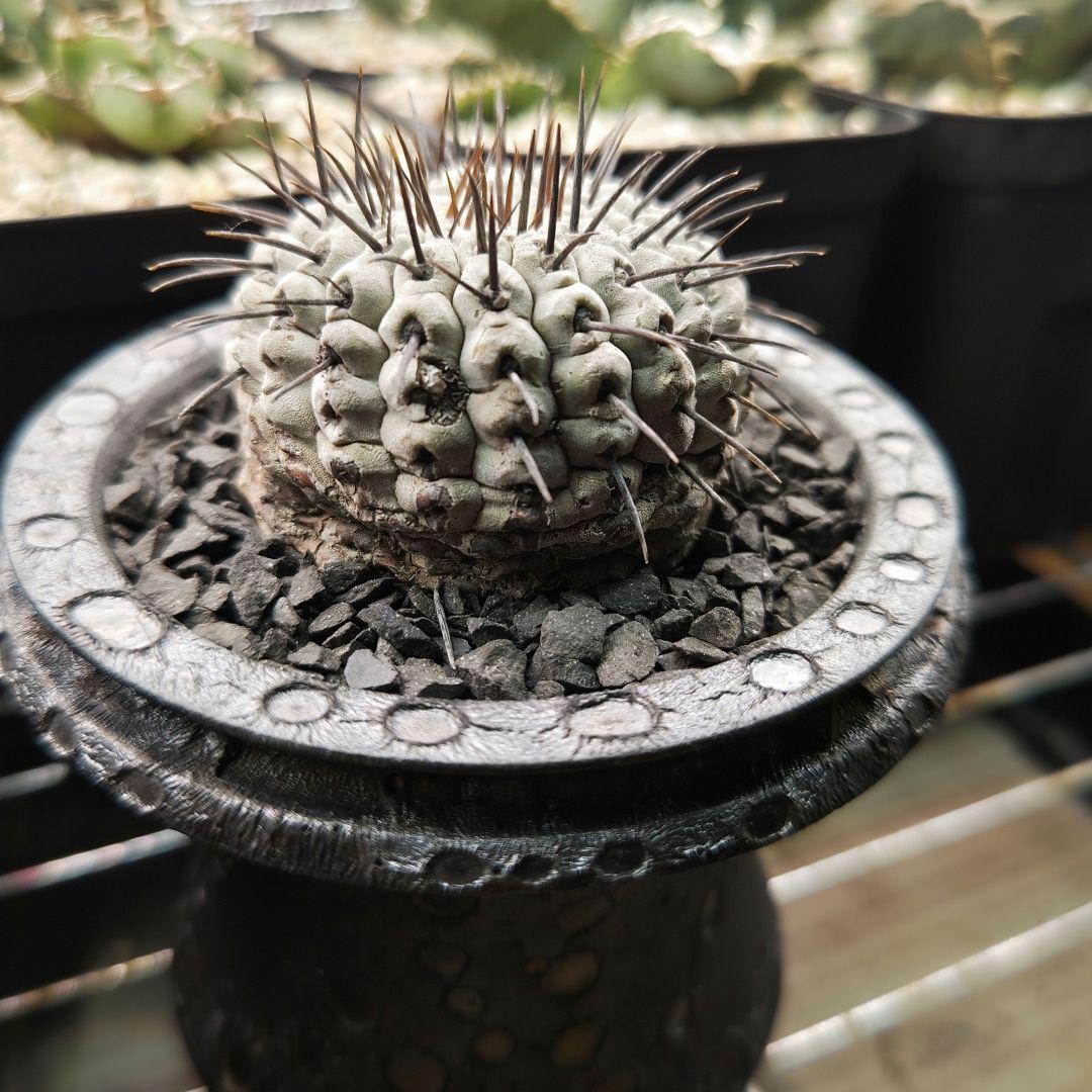 サボテン　コピアポア　コルムナアルバ　弧竜丸