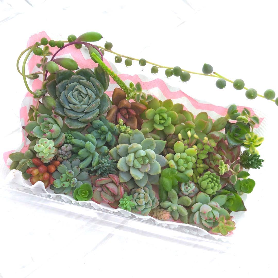 多肉植物カット苗　①