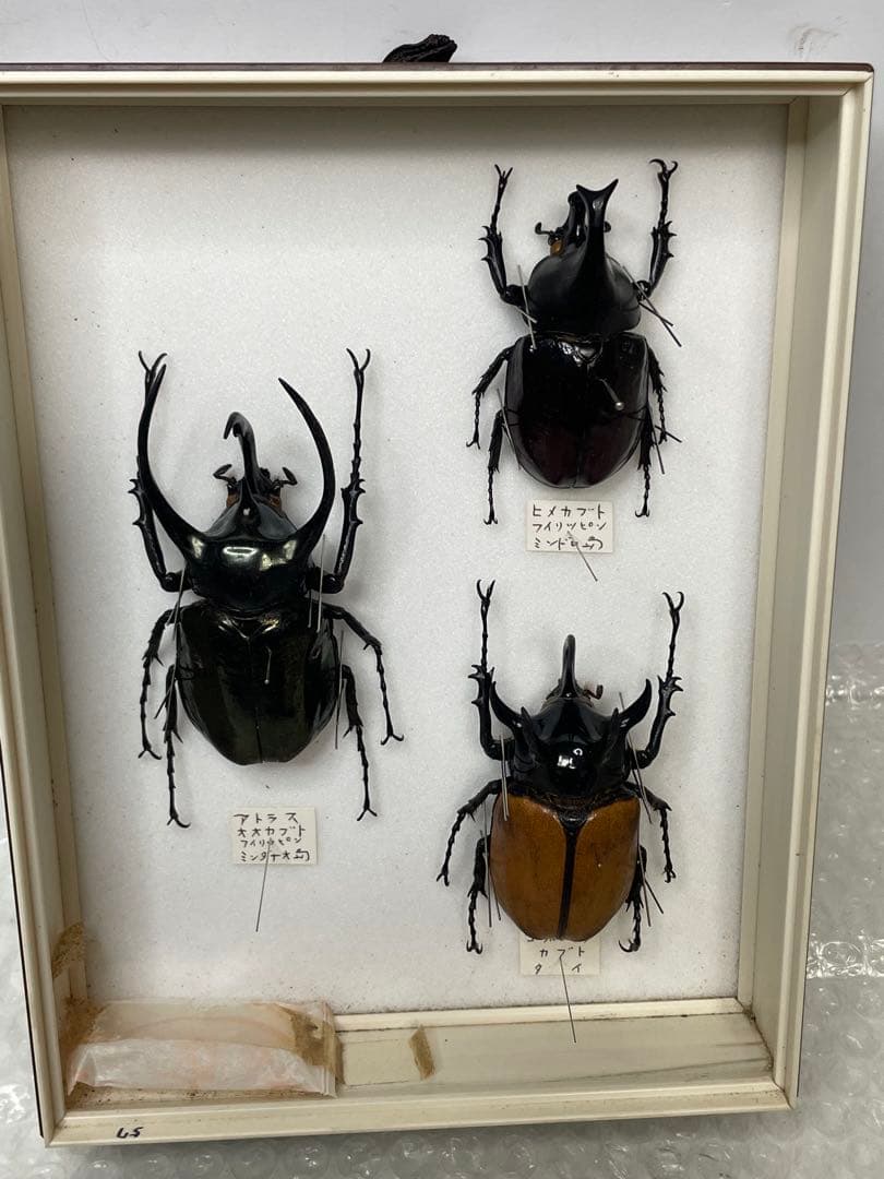 標本 名蝶社 カブトムシ クワガタ 3種 標本ケース入り