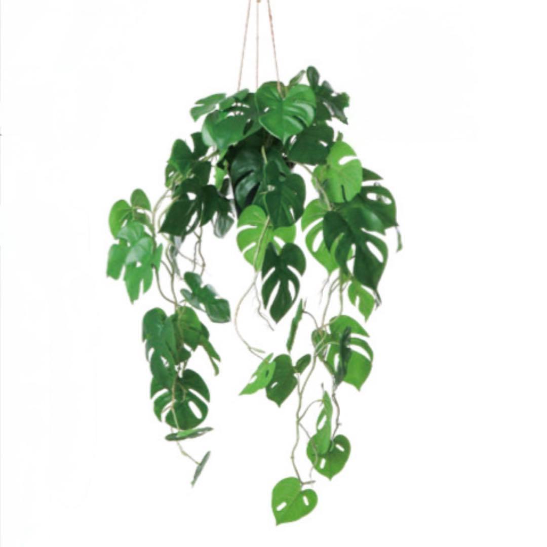 モンステラ 吊り下げ　お洒落　ハンキング　　ヒメモンステラ　観葉植物のある暮らし