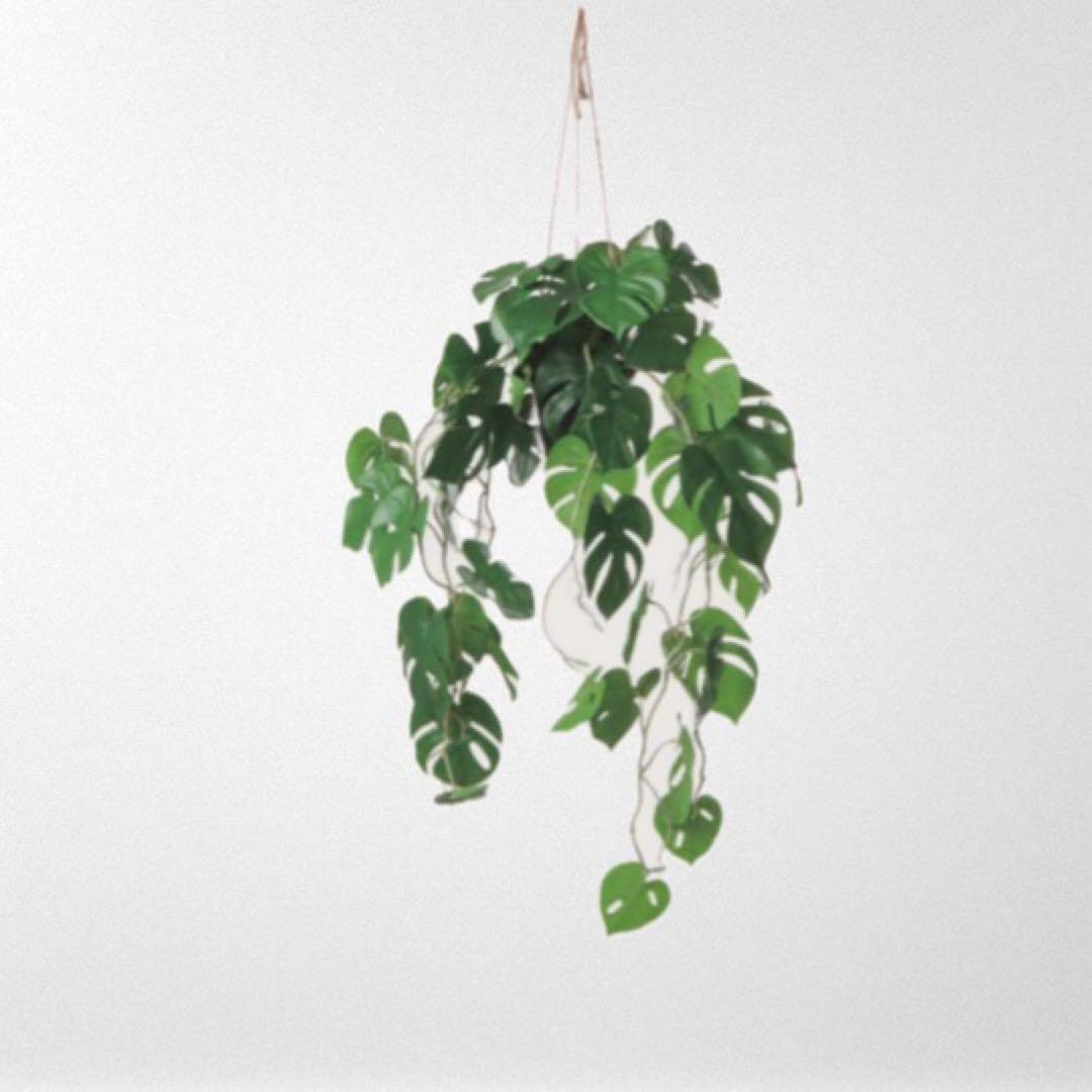 モンステラ 吊り下げ　お洒落　ハンキング　　ヒメモンステラ　観葉植物のある暮らし