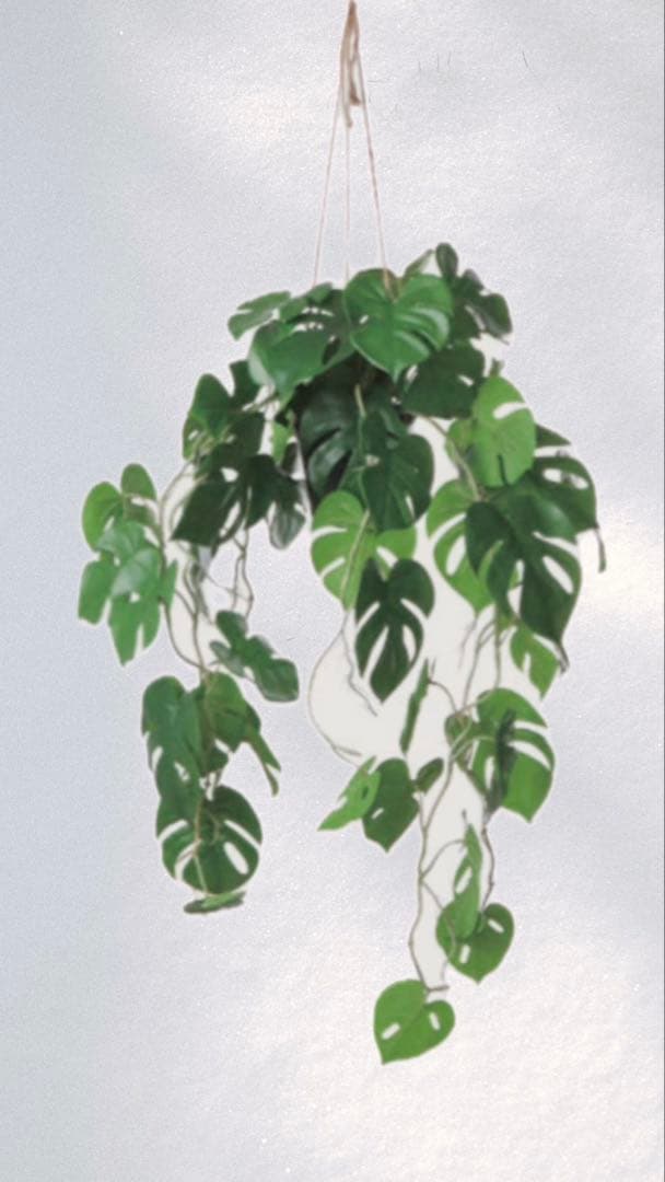 モンステラ 吊り下げ　お洒落　ハンキング　　ヒメモンステラ　観葉植物のある暮らし