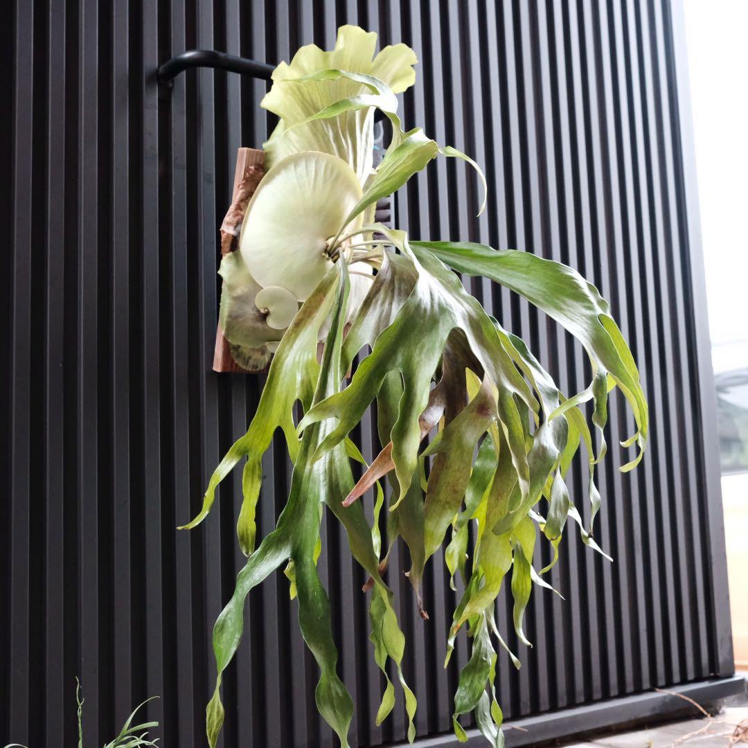 現品親株　ビカクシダマウントルイス　P.MtLewis Regularform