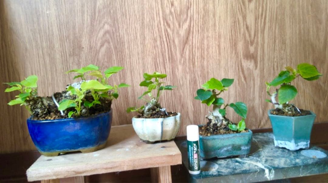 オオハマボウ盆栽4鉢セット