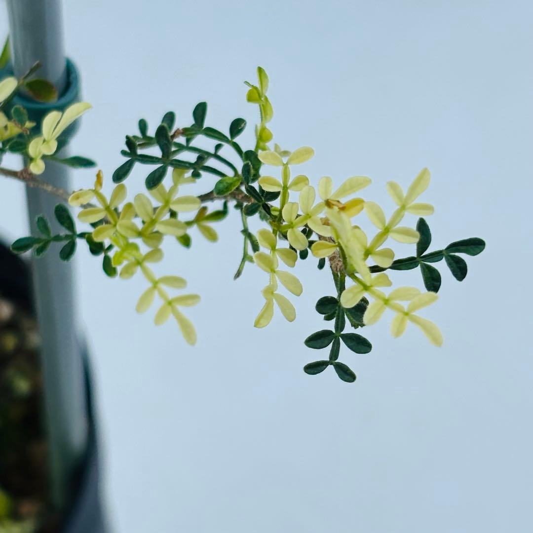 【コレクション株】 超希少 斑入り オペルクリカリア ヒファエノイデス 白斑