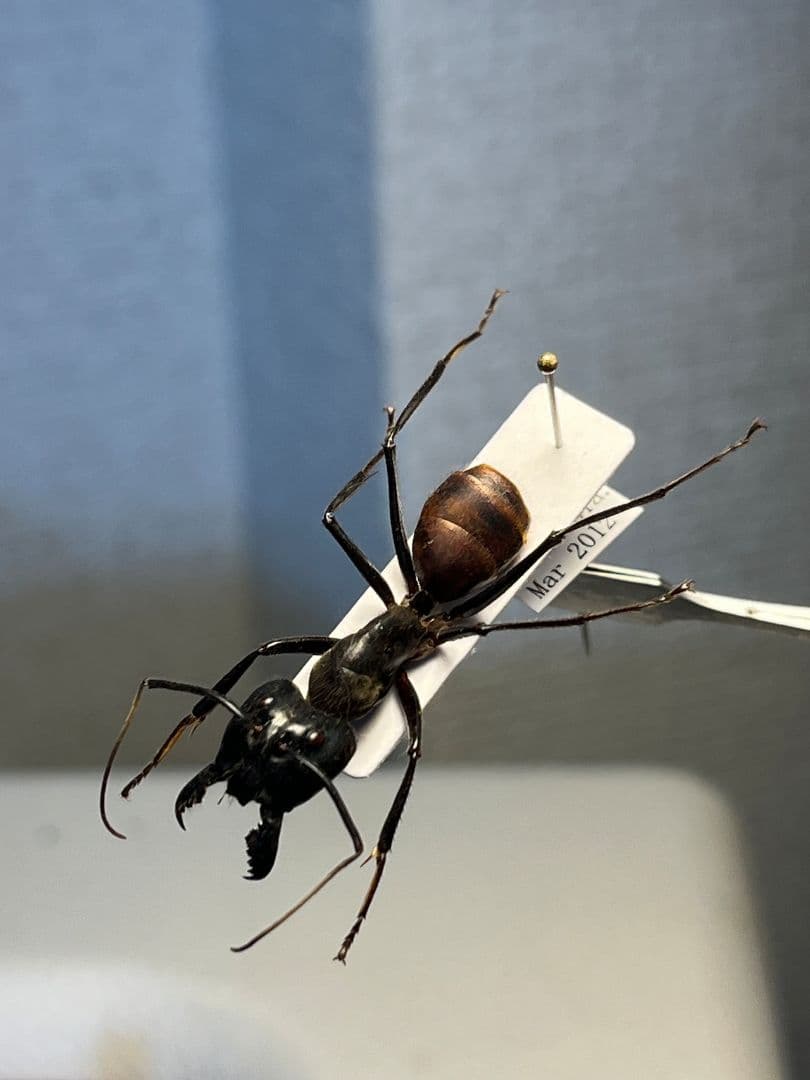 【蟻最大級】ギガスオオアリ 標本