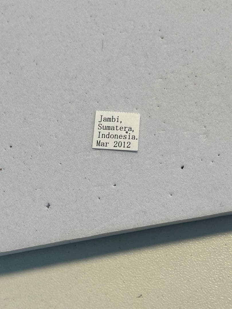 【蟻最大級】ギガスオオアリ 標本