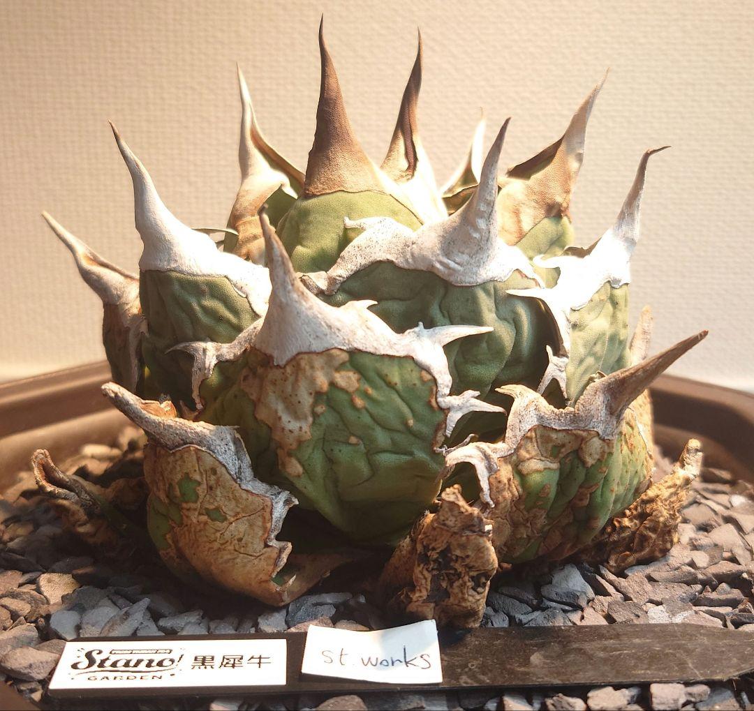 Agave titanota【黒犀牛】親株販売