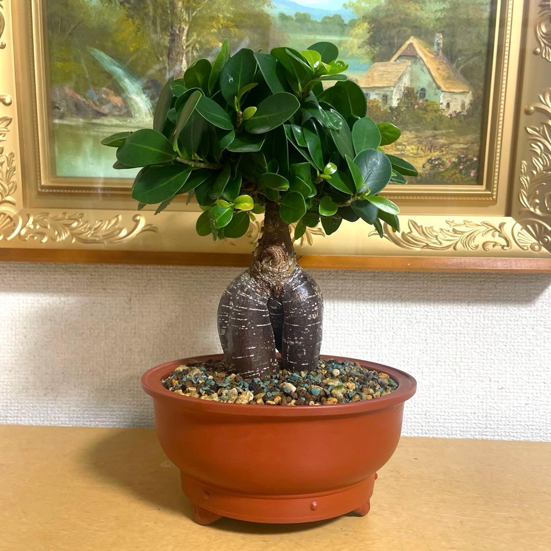 ガジュマル 盆栽 陶器鉢付き(新品)