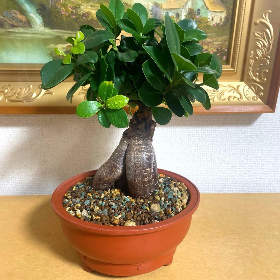 ガジュマル 盆栽 陶器鉢付き(新品)