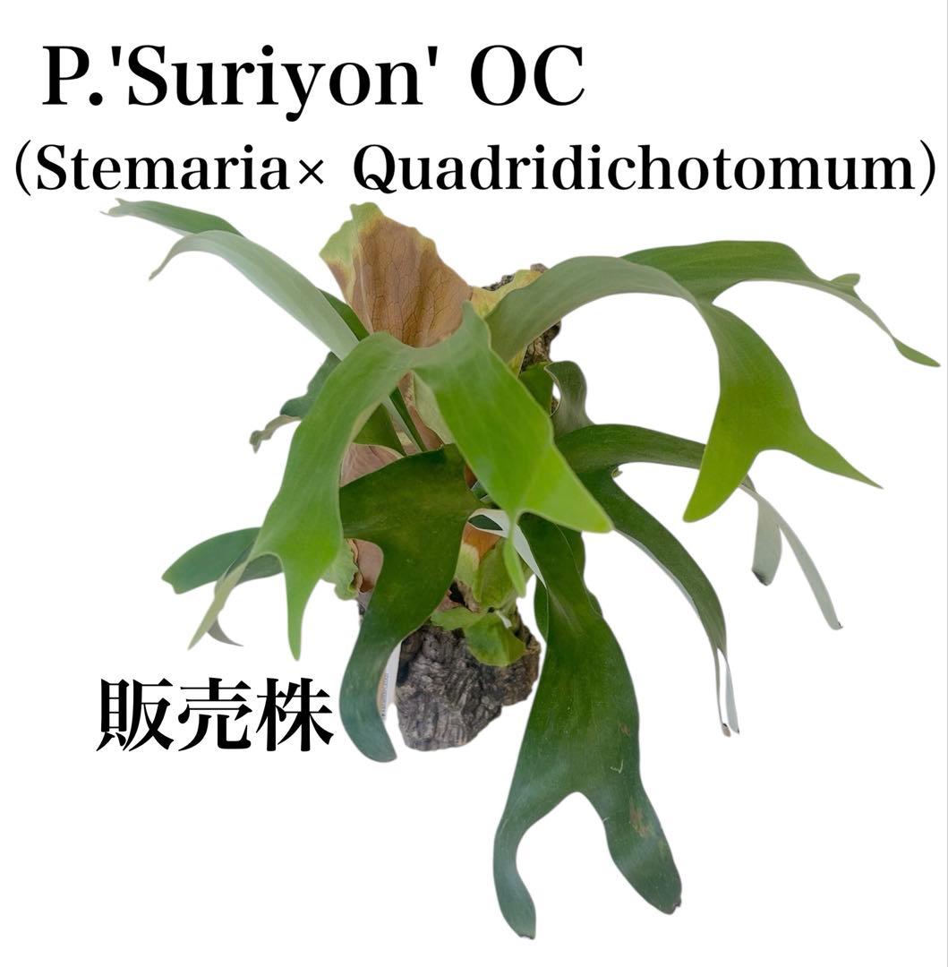 親株サイズ！P.'Suriyon' OC ビカクシダ　コウモリラン　スリヨン