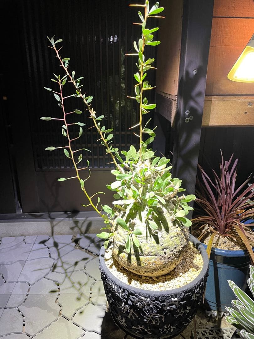 大株 フォークイエリア コルムナリス 観峰玉