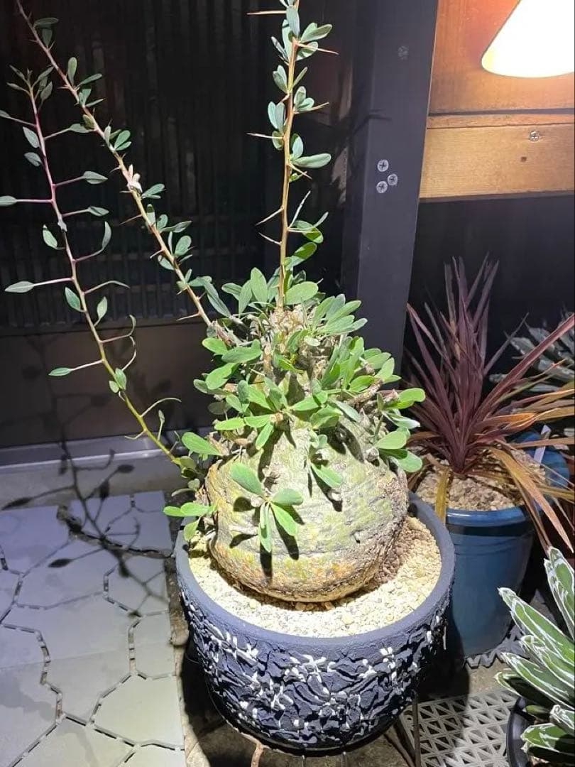 大株 フォークイエリア コルムナリス 観峰玉