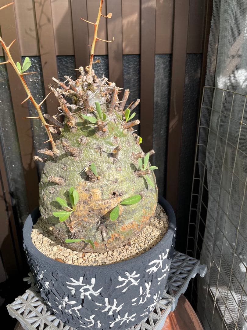 大株 フォークイエリア コルムナリス 観峰玉