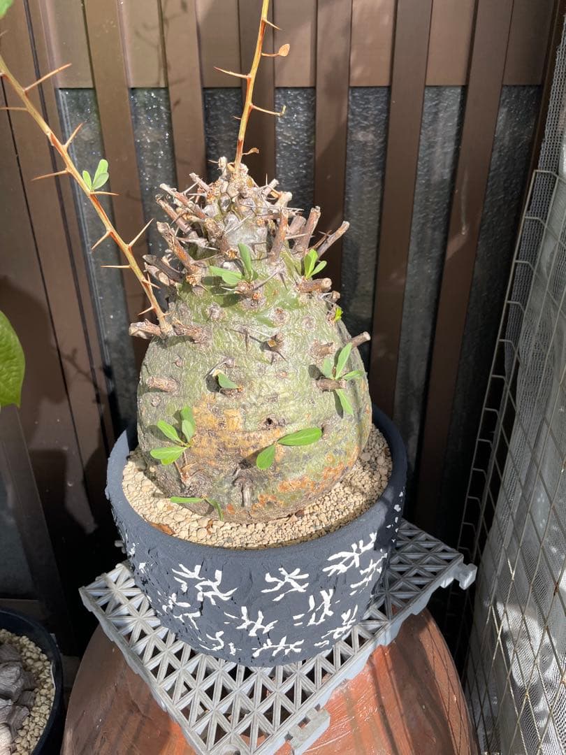 大株 フォークイエリア コルムナリス 観峰玉