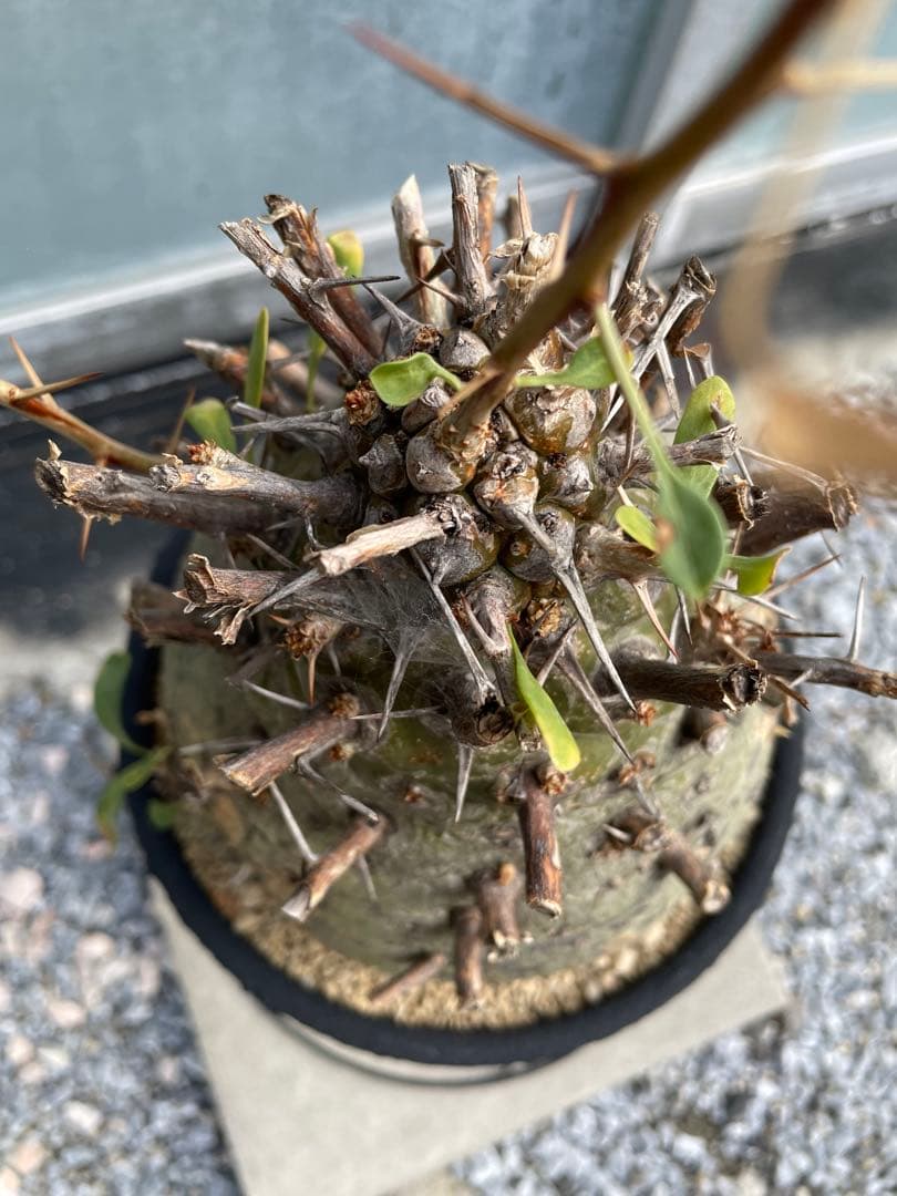 大株 フォークイエリア コルムナリス 観峰玉