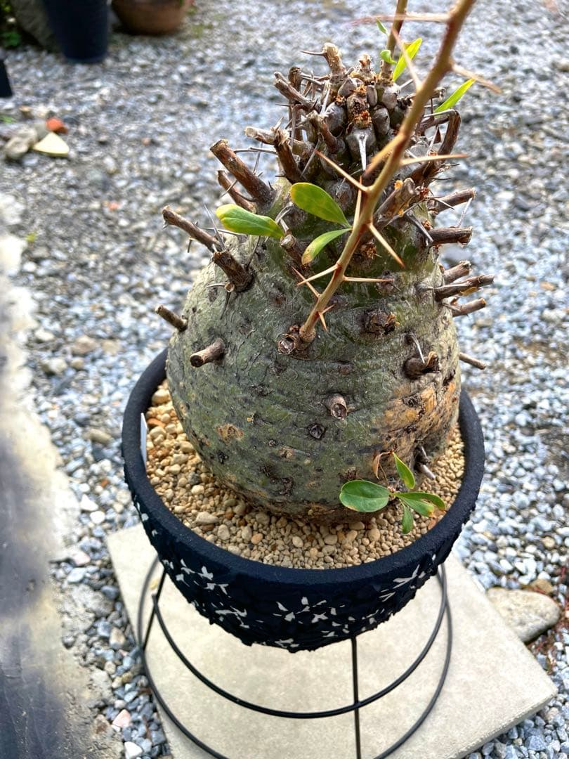 大株 フォークイエリア コルムナリス 観峰玉