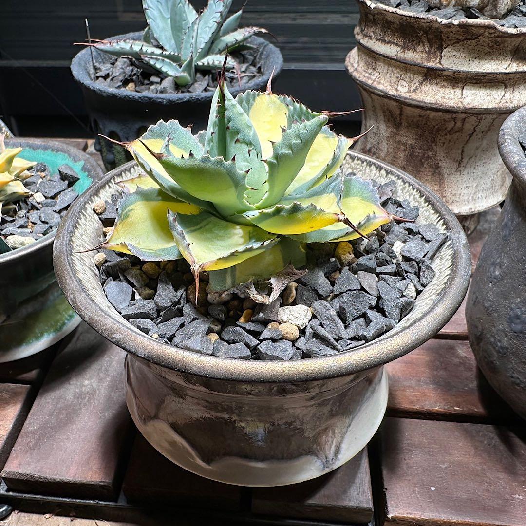 週末値下げ！ アガベ　ラムランナー　美株　希少　aftersoel 鉢付き特価