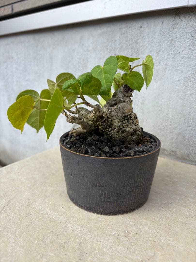 オオハマボウ　ユウナ　沖縄盆栽