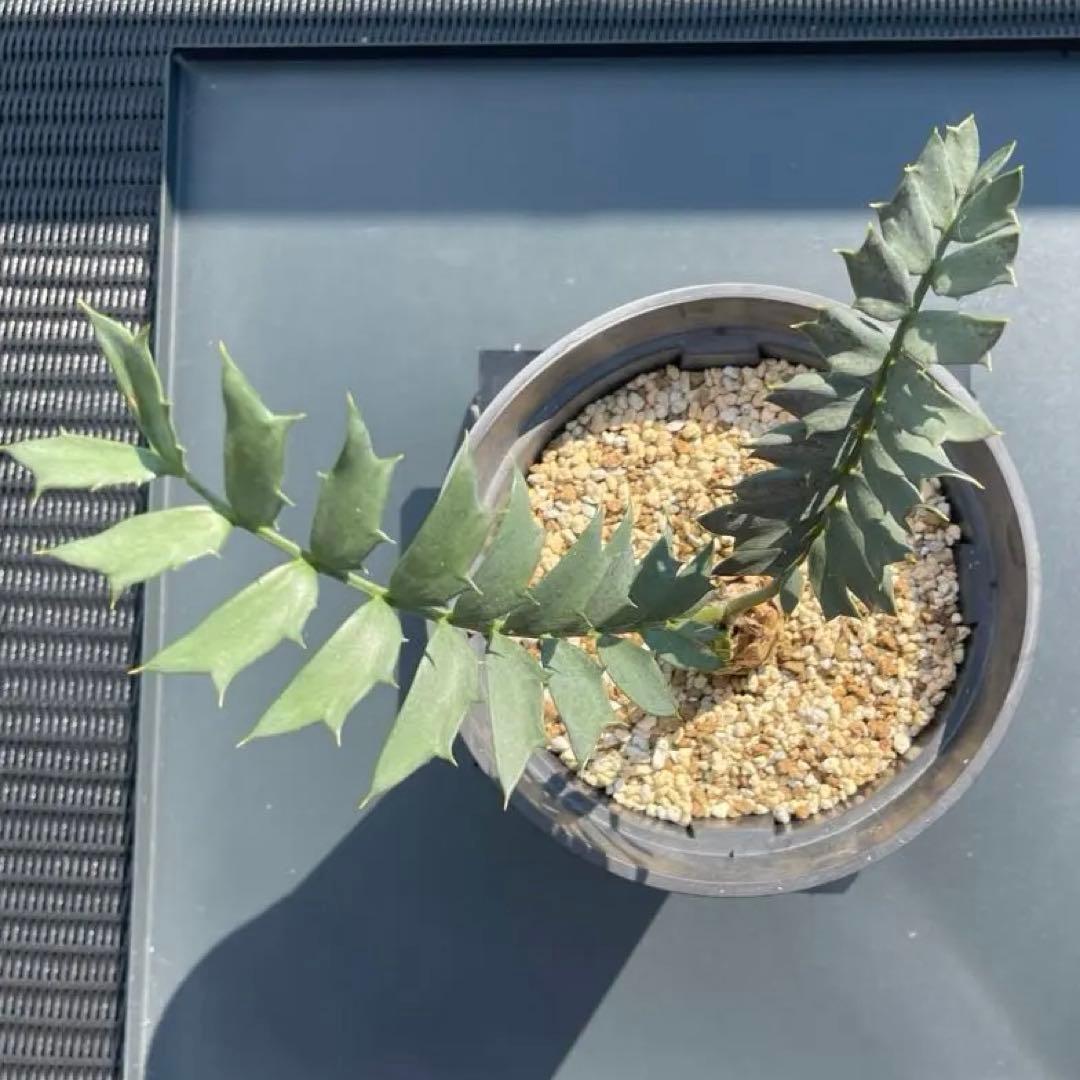 【全葉国内フラッシュ】 南アフリカ産 エンセファラルトス ホリダス