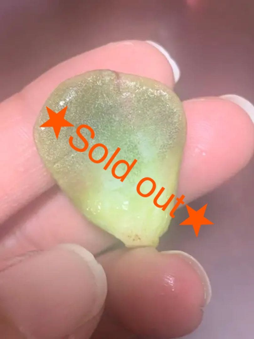 ラブリーローズ錦  赤斑  葉挿し 59