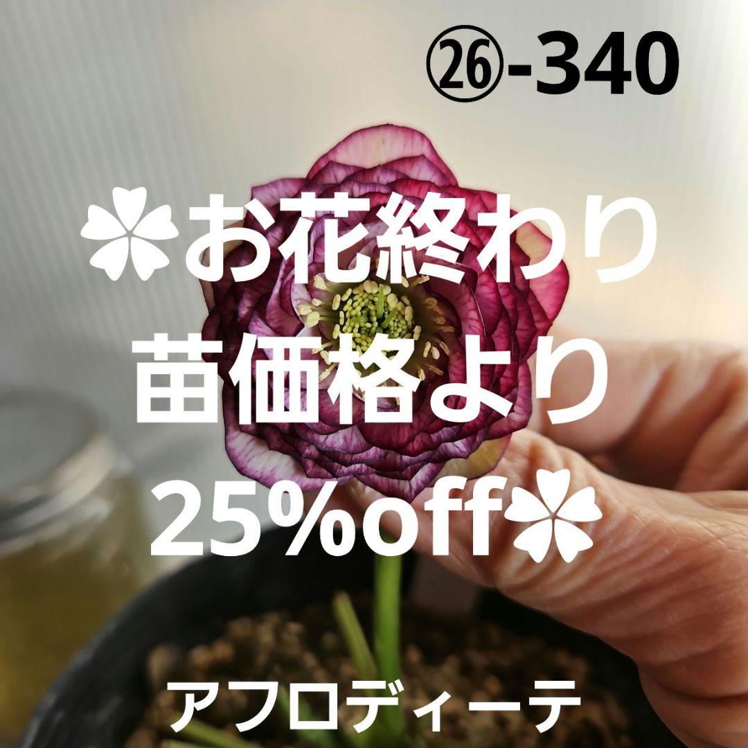 ㉖-340クリスマスローズ