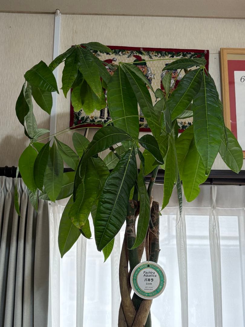 引取りのみ パキラ 編み込み幹 植物