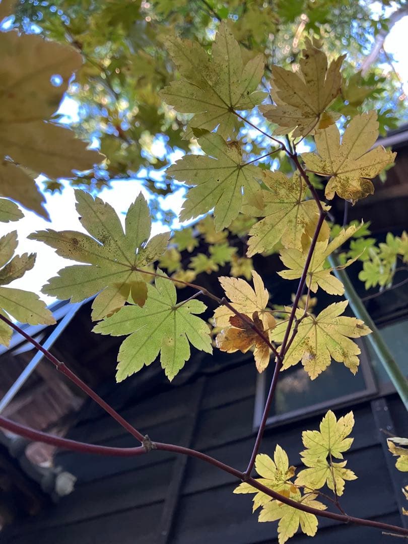 101 山採り　コハウチワカエデ