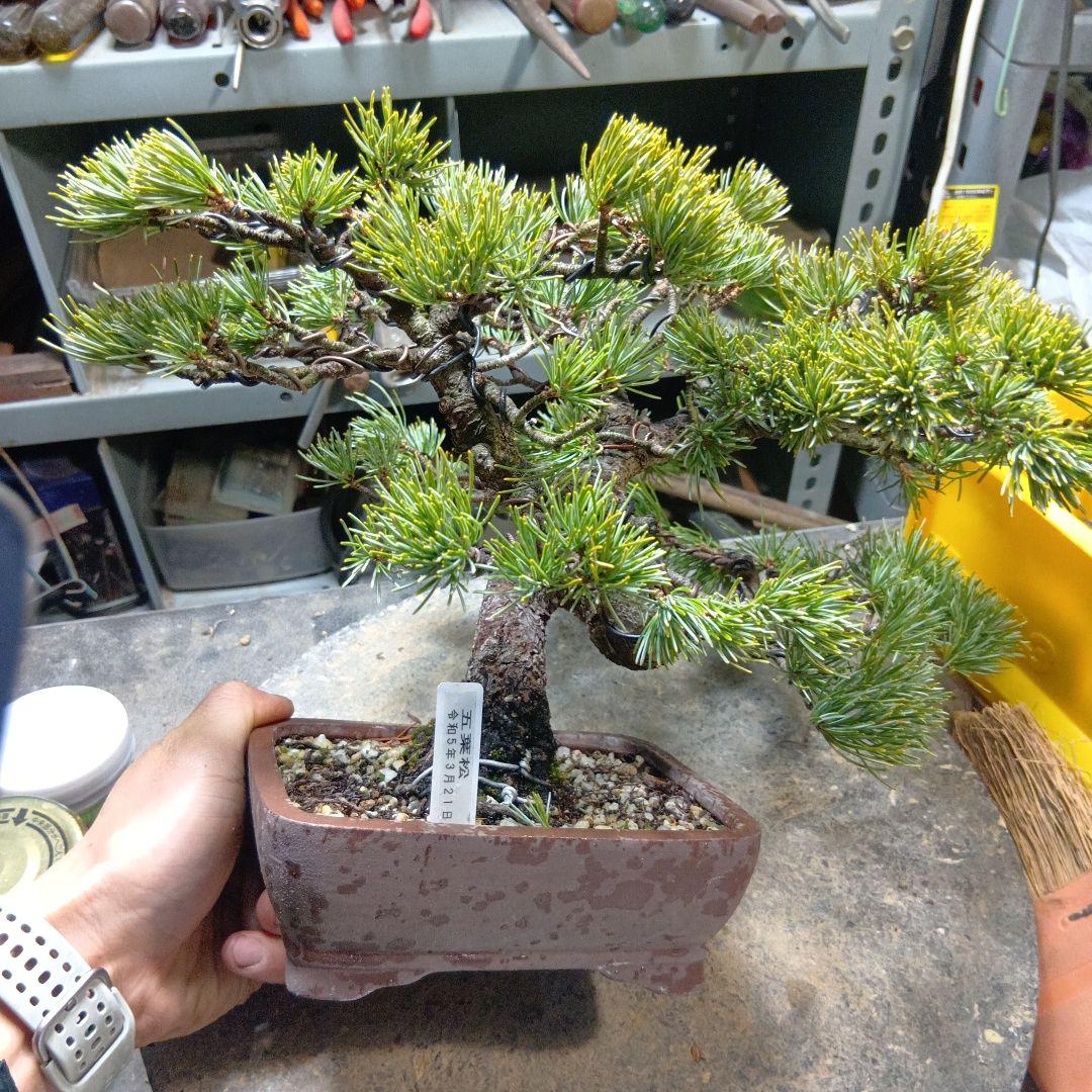 八房五葉松（かなり年数持ち込み古い）